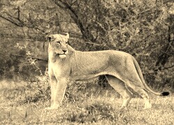 Szary + Sepia
