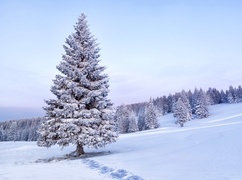 Oryginalny obrazek