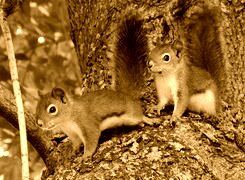 Sepia