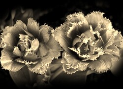 Szary + Sepia