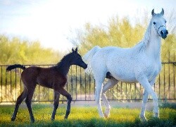 Oryginalny obrazek