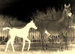 Sepia + Negatyw