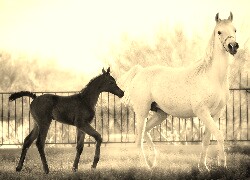 Szary + Sepia