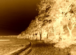 Sepia + Negatyw