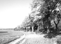 Szary + Sepia