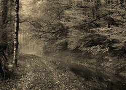 Szary + Sepia