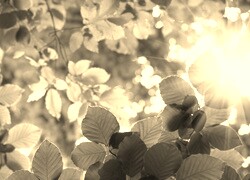 Sepia