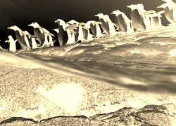 Sepia + Negatyw