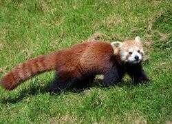 Oryginalny obrazek