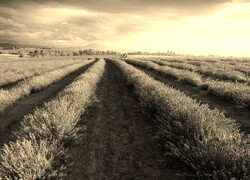 Szary + Sepia