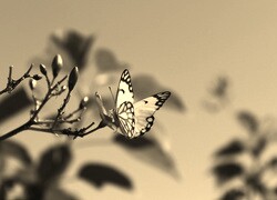 Sepia