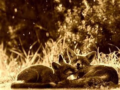 Sepia
