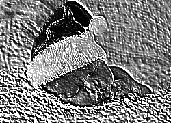 Skamielina