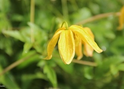 Oryginalny obrazek