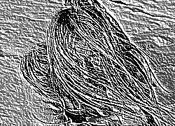 Skamielina