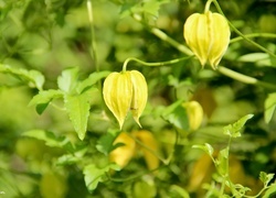 Oryginalny obrazek