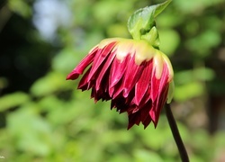 Oryginalny obrazek