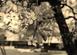 Szary + Sepia