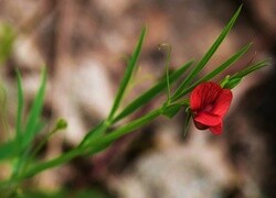 Oryginalny obrazek
