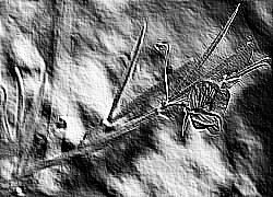 Skamielina