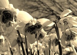 Szary + Sepia