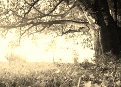 Szary + Sepia