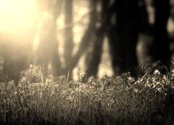 Szary + Sepia