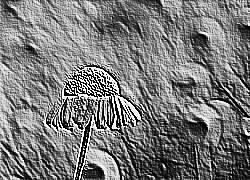 Skamielina