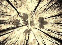 Szary + Sepia