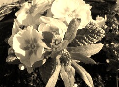 Szary + Sepia