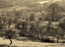 Szary + Sepia