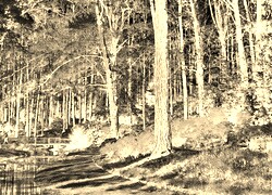 Sepia + Negatyw
