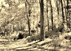 Szary + Sepia