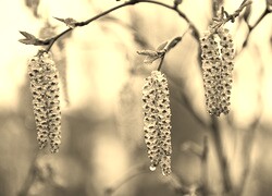 Szary + Sepia
