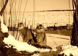 Sepia