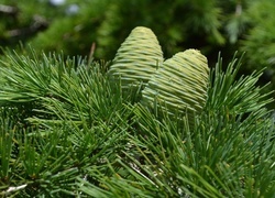 Oryginalny obrazek