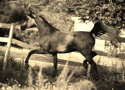 Szary + Sepia
