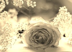 Szary + Sepia