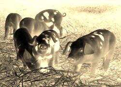 Sepia + Negatyw