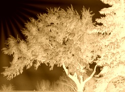 Sepia + Negatyw