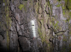 Oryginalny obrazek