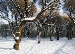 Oryginalny obrazek
