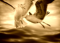 Sepia