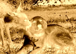 Sepia + Negatyw
