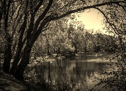 Szary + Sepia