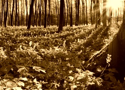 Sepia