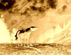 Sepia + Negatyw