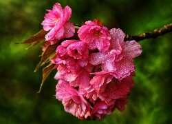 Oryginalny obrazek
