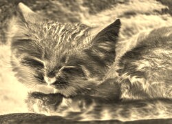 Sepia + Negatyw