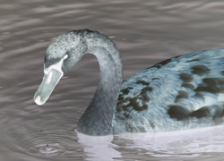 Negatyw